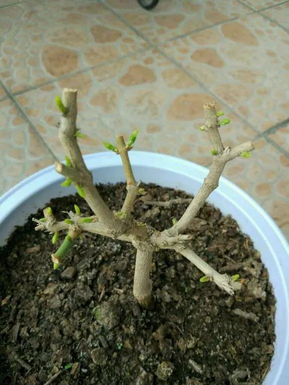 4种老桩别去买，越老越不爱开花，一不留神变成木疙瘩