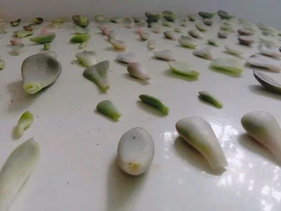 花儿还在买？摘点叶片“摆一摆”，收获50盆，买花钱省了