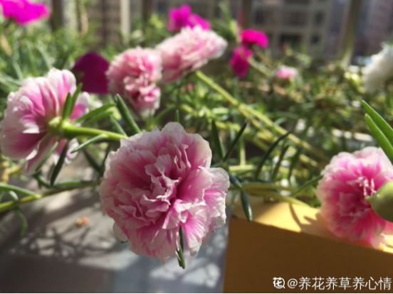 扦插最好活的花，枝条沾土就生根，不出俩月准爆盆