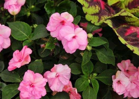 非洲凤仙花，从春到冬，四季开花，真好