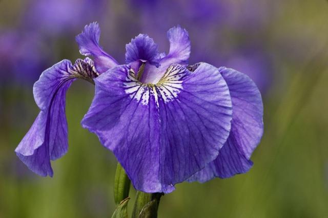 蓝色妖姬鸢尾花，分株繁殖后做好这5点，当年花香色艳美美哒