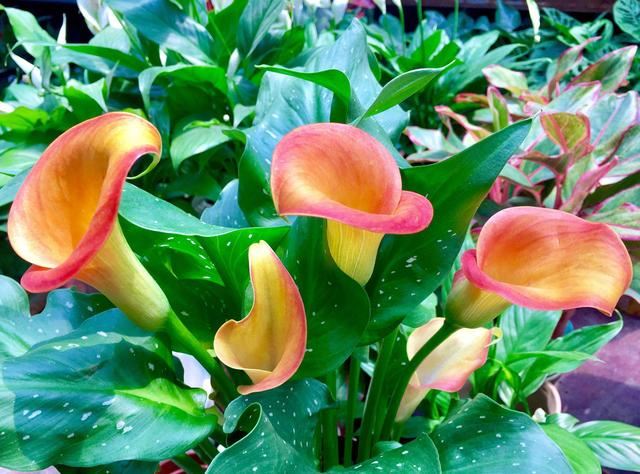 马蹄莲花形奇特,宛如马蹄,做好这几点,花开多又美 马蹄莲花形奇特,宛如马蹄,做好这几点,花开多又美