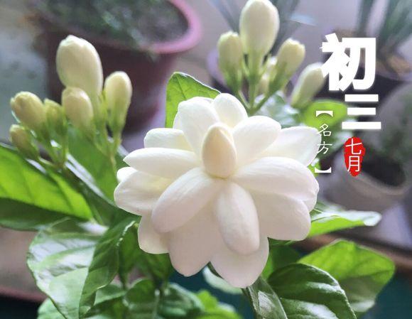 养花出现这种枝，赶紧剪掉，开花翻2倍
