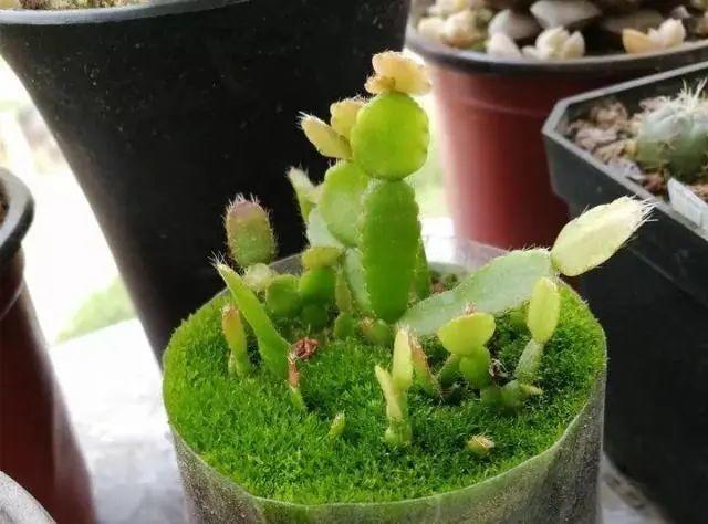 天竺葵这样剪，蹭蹭长侧枝，每年春天开成大花球