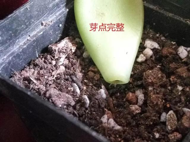 花儿还在买？摘点叶片“摆一摆”，收获50盆，买花钱省了