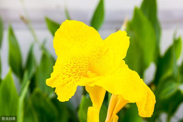 美人蕉开花爆盆，花色鲜艳，真好看