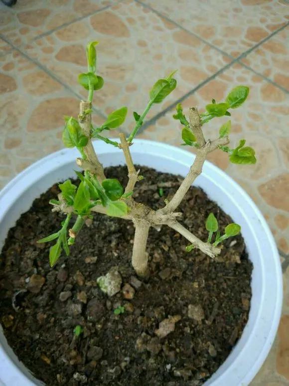 4种老桩别去买，越老越不爱开花，一不留神变成木疙瘩