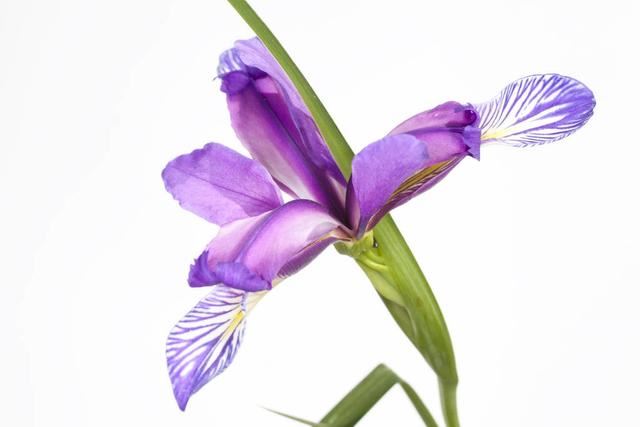 蓝色妖姬鸢尾花，分株繁殖后做好这5点，当年花香色艳美美哒