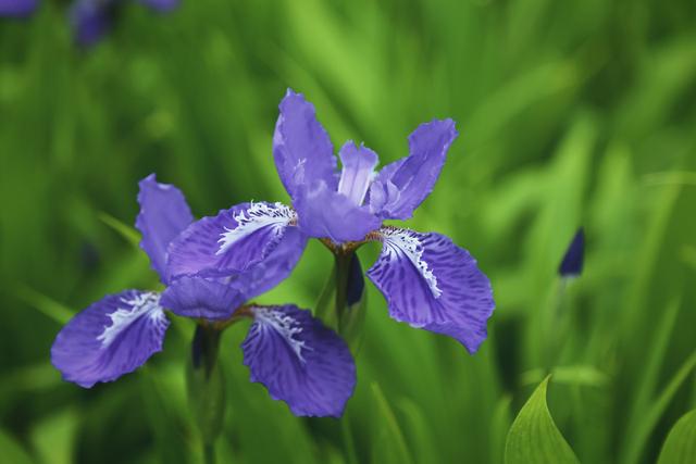 蓝色妖姬鸢尾花，分株繁殖后做好这5点，当年花香色艳美美哒