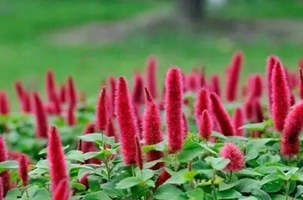 猫尾红花形奇特养殖掌握四要点庭院开满猫尾巴