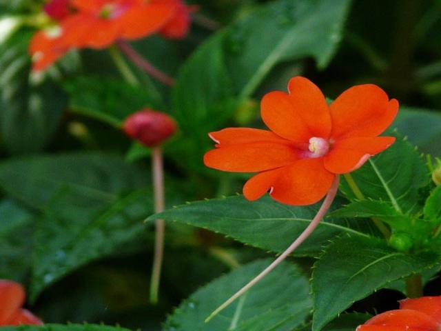 非洲凤仙花，从春到冬，四季开花，真好