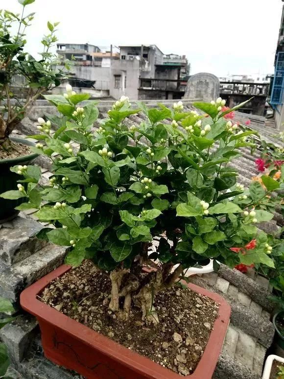 4种老桩别去买，越老越不爱开花，一不留神变成木疙瘩
