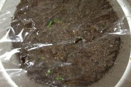 天竺葵这样剪，蹭蹭长侧枝，每年春天开成大花球