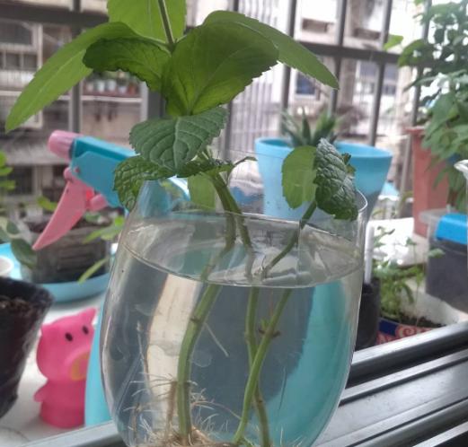 扦插最好活的花，枝条沾土就生根，不出俩月准爆盆