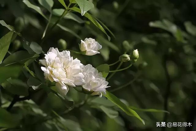 七里香、九里香、十里香、千里香、万里香等，究竟是不是同一种？
