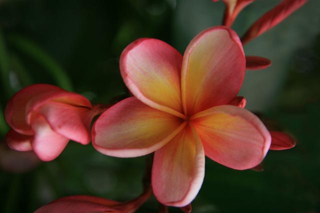 红鸡蛋花真好看，一开花到处都是花