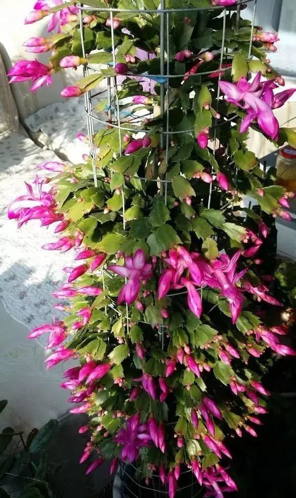 花儿还在买？摘点叶片“摆一摆”，收获50盆，买花钱省了