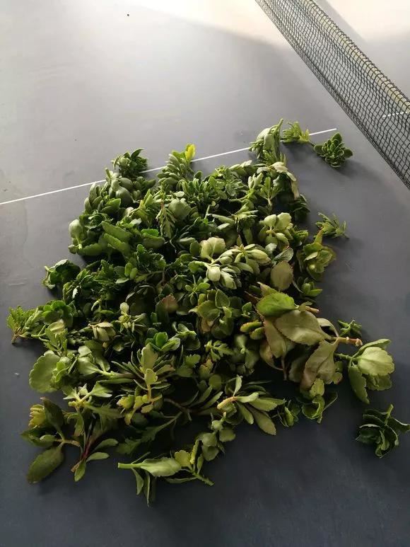 4种老桩别去买，越老越不爱开花，一不留神变成木疙瘩