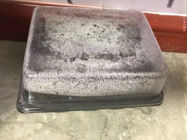 天竺葵这样剪，蹭蹭长侧枝，每年春天开成大花球