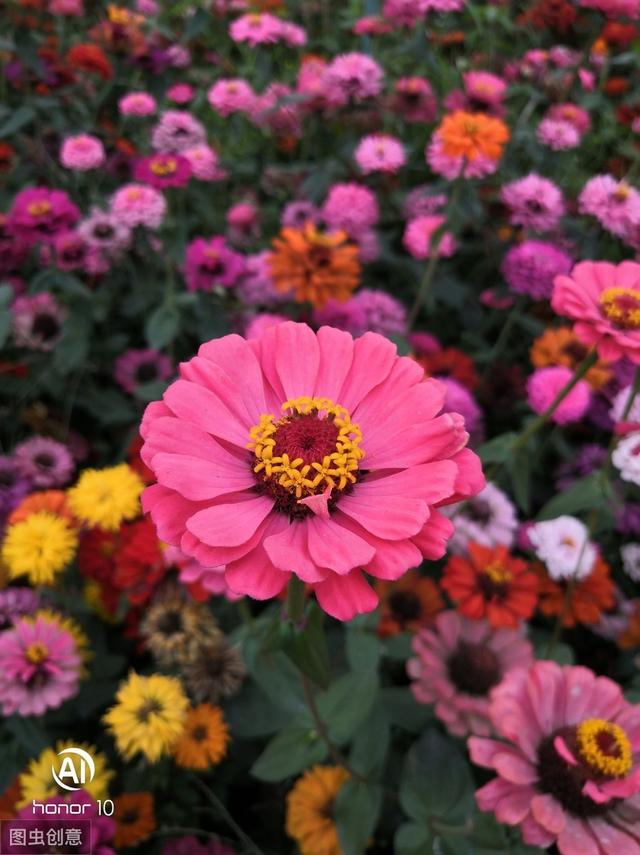 现在种上百日菊，夏天开花不停