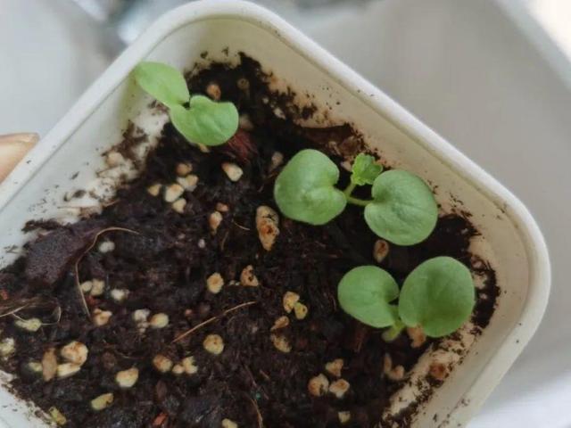 天竺葵这样剪，蹭蹭长侧枝，每年春天开成大花球
