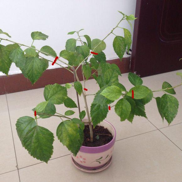 养花出现这种枝，赶紧剪掉，开花翻2倍