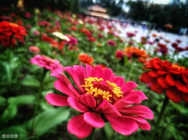 现在种上百日菊，夏天开花不停