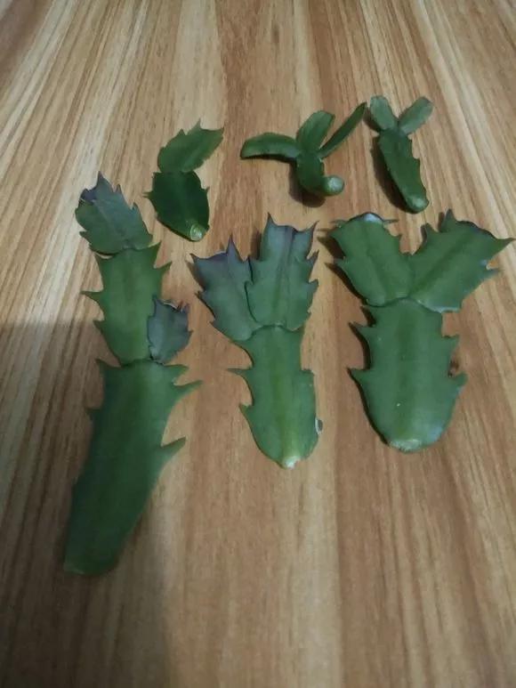 花儿还在买？摘点叶片“摆一摆”，收获50盆，买花钱省了
