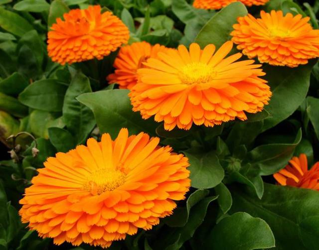 金盏菊:主人，我也不想提前落花，实在是因为您不了解我