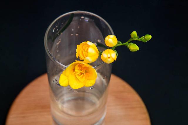 盆栽小苍兰茎秆倒伏不开花?学会球茎分株繁殖,花多香郁 盆栽小苍兰茎秆倒伏不开花?学会球茎分株繁殖,花多香郁