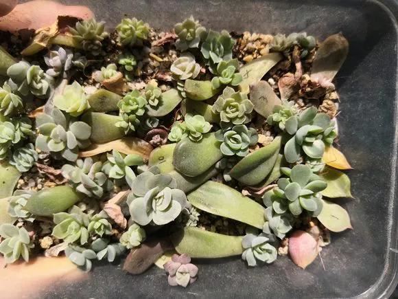 花儿还在买？摘点叶片“摆一摆”，收获50盆，买花钱省了