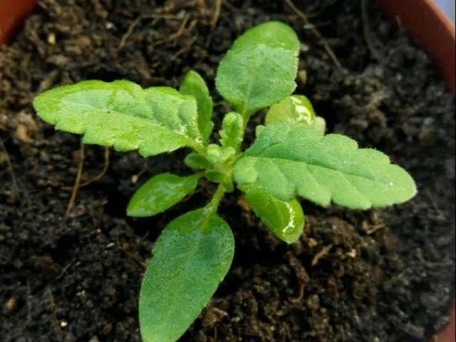 天竺葵这样剪，蹭蹭长侧枝，每年春天开成大花球