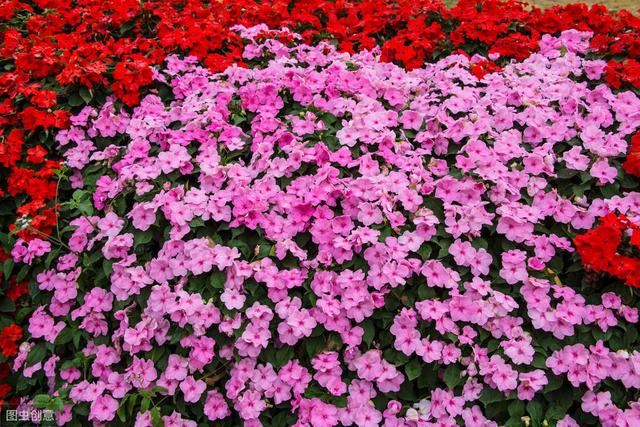 苏丹凤仙花，一年四季开花不断，一开花就爆盆，真漂亮