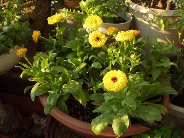 金盏菊:主人，我也不想提前落花，实在是因为您不了解我