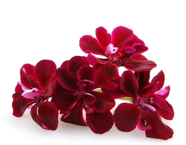 花色丰富，花型多变的它号称是洋绣球