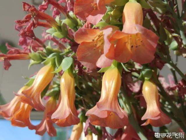 天竺葵这样剪，蹭蹭长侧枝，每年春天开成大花球