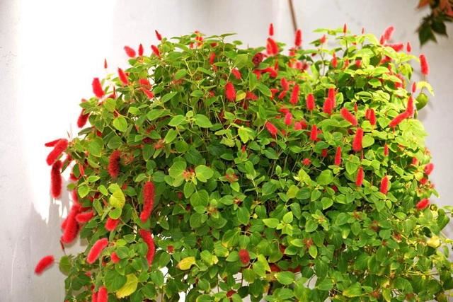 猫尾红、花形奇特，养殖掌握“四要点”，庭院开满“猫尾巴”