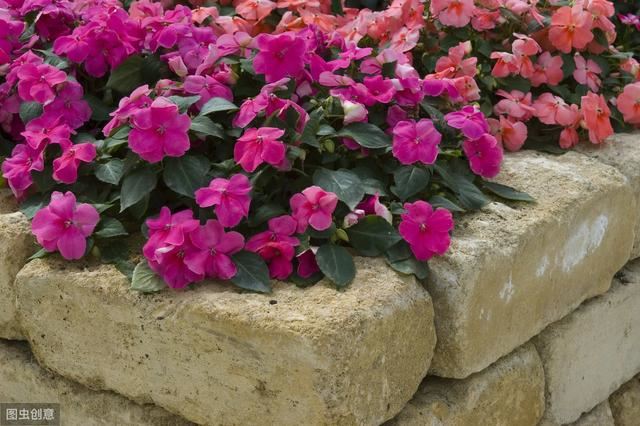 苏丹凤仙花，一年四季开花不断，一开花就爆盆，真漂亮