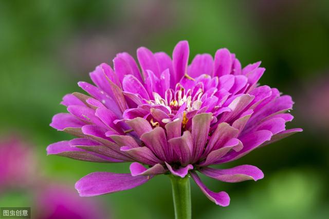 现在种上百日菊，夏天开花不停