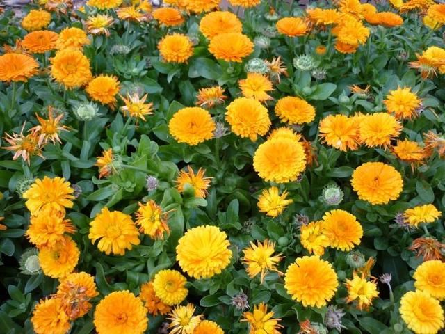 金盏菊:主人，我也不想提前落花，实在是因为您不了解我