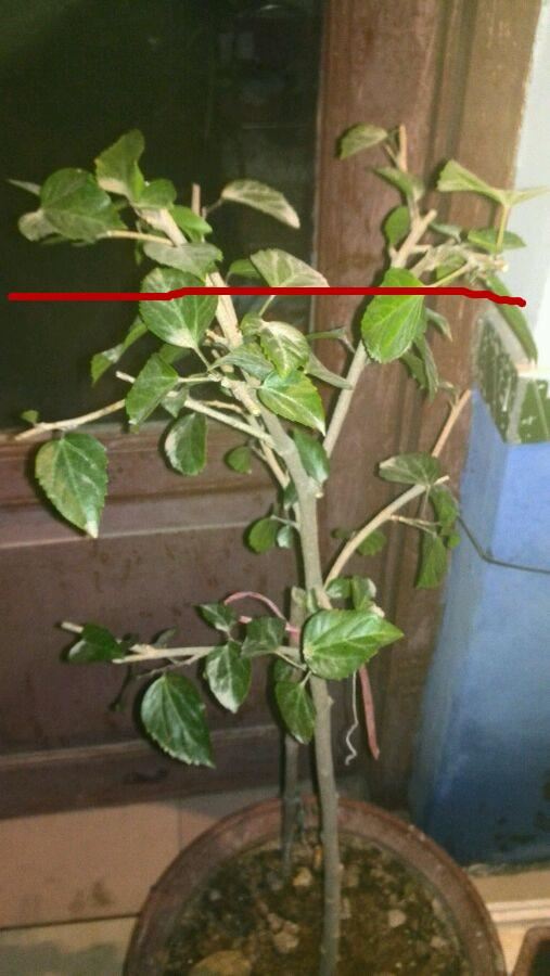 养花出现这种枝，赶紧剪掉，开花翻2倍