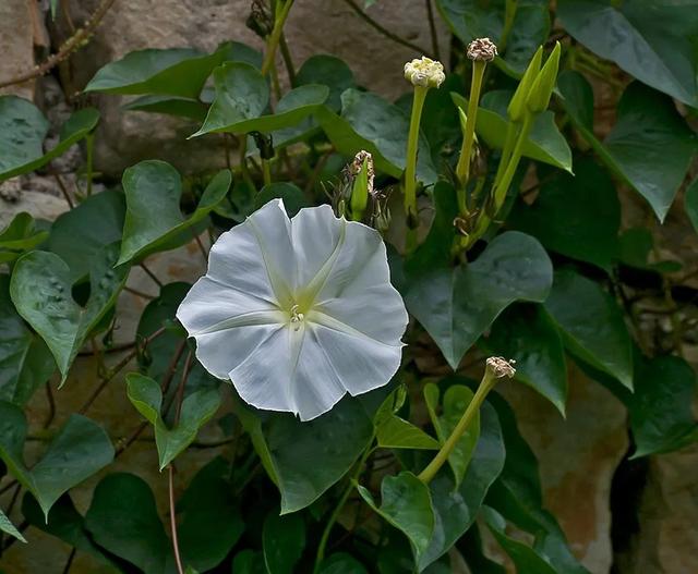 6种能在夜晚花开灿烂的植物，除了昙花你还能想到哪些？