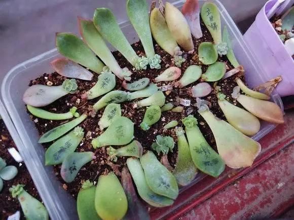 学会扦插繁殖，不但能降低养花成本，更是一种生活智慧