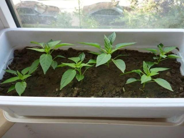 天竺葵这样剪，蹭蹭长侧枝，每年春天开成大花球