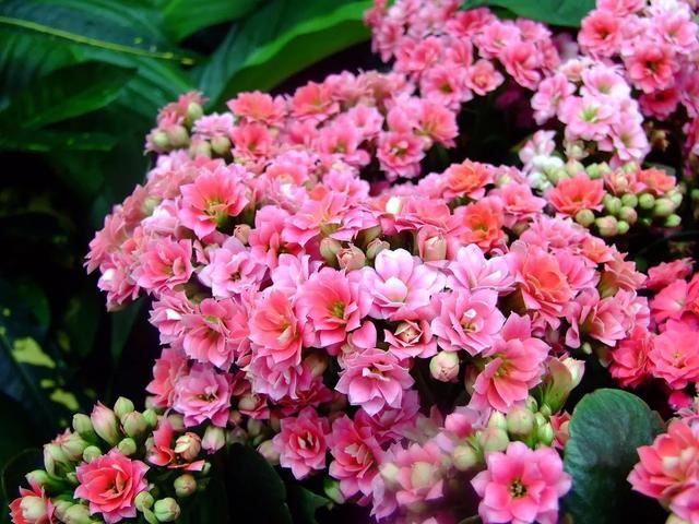 花儿还在买？摘点叶片“摆一摆”，收获50盆，买花钱省了