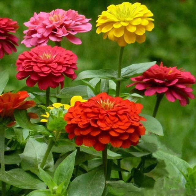 这花喜欢阳光，撒几粒种子在大花盆里，夏天开爆盆