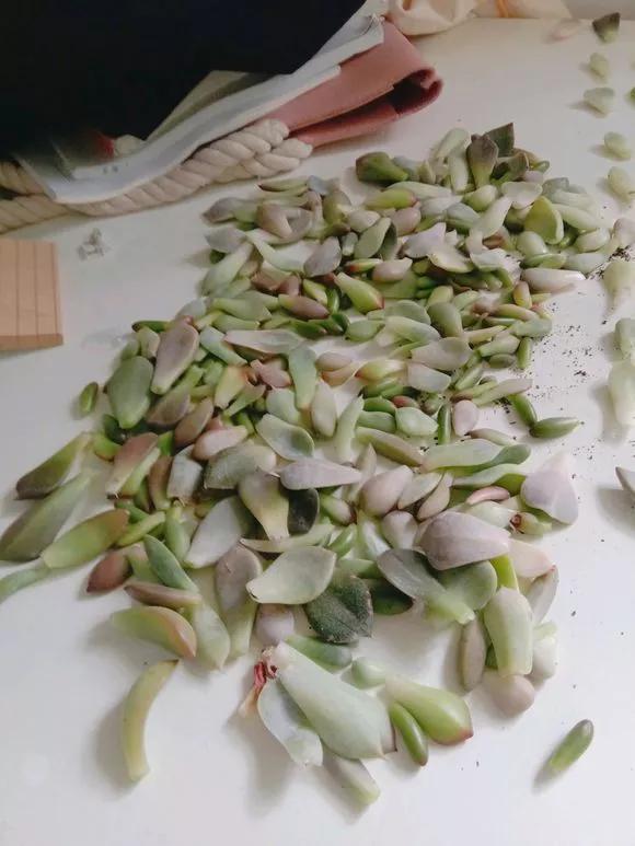 花儿还在买？摘点叶片“摆一摆”，收获50盆，买花钱省了