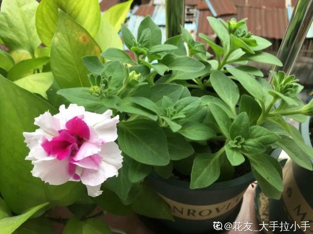 天竺葵这样剪，蹭蹭长侧枝，每年春天开成大花球