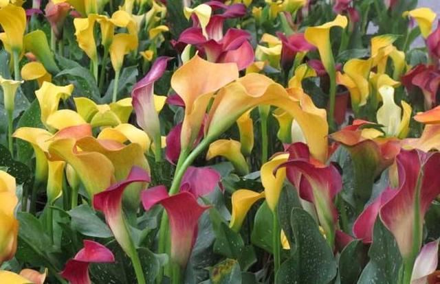 马蹄莲花形奇特,宛如马蹄,做好这几点,花开多又美 马蹄莲花形奇特,宛如马蹄,做好这几点,花开多又美