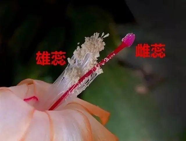 天竺葵这样剪，蹭蹭长侧枝，每年春天开成大花球